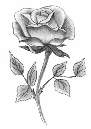 Раскраска рисунок роза #30 #474931