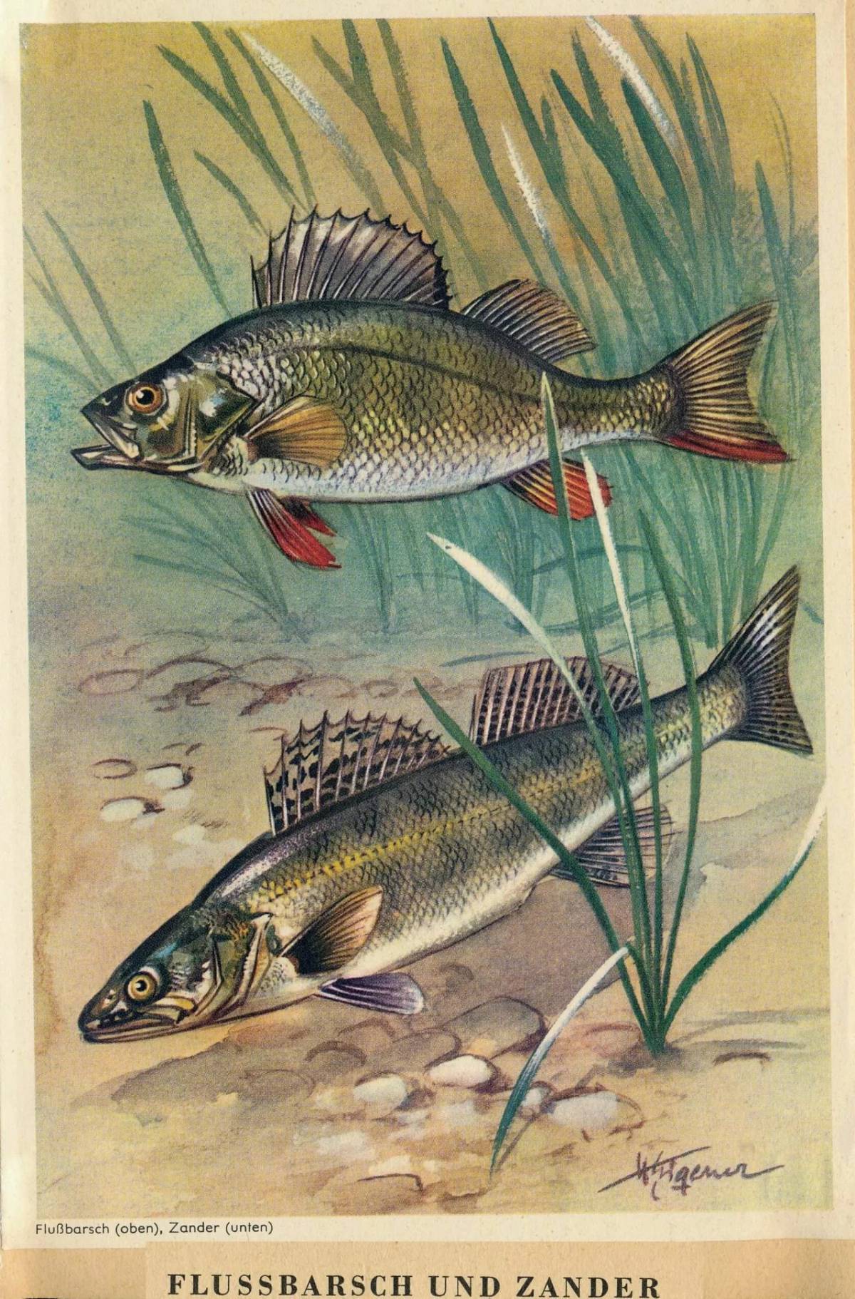 Речные рыбы #11