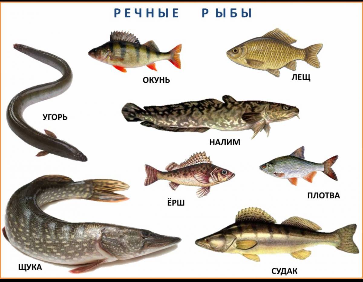 рыбы рек фото с названиями