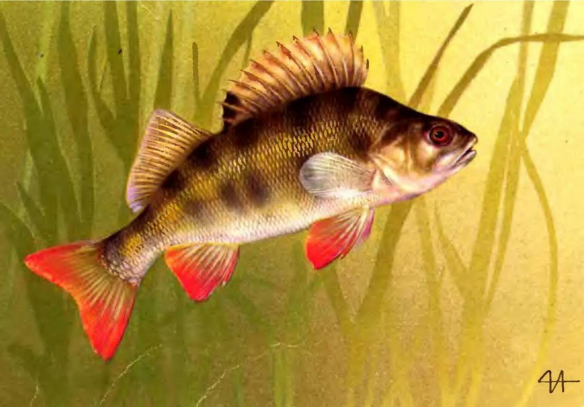 картинки пресноводных рыб для детей