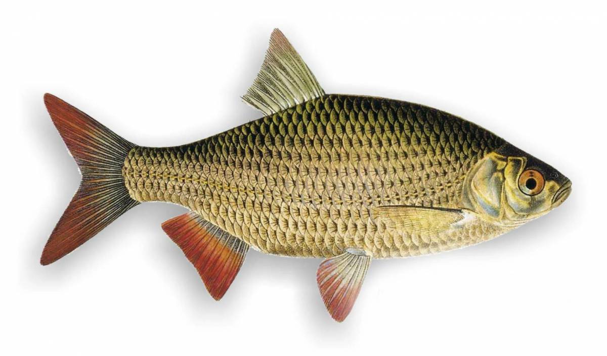 Речные рыбы #35