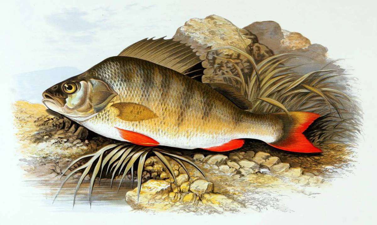 Речные рыбы #39