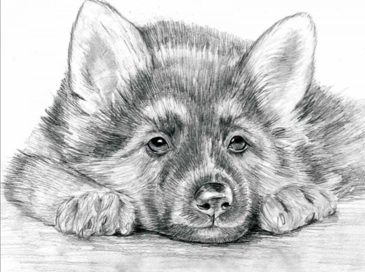картинки нарисованные карандашом животные легкие