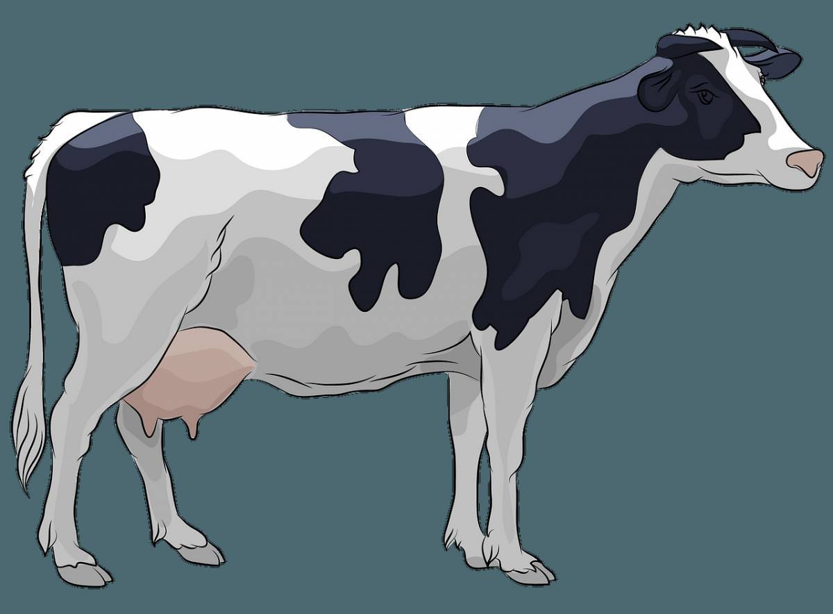 Рисунок корова для детей #30
