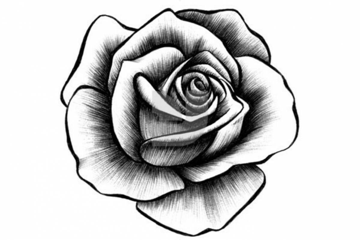 Рисунок роза #11