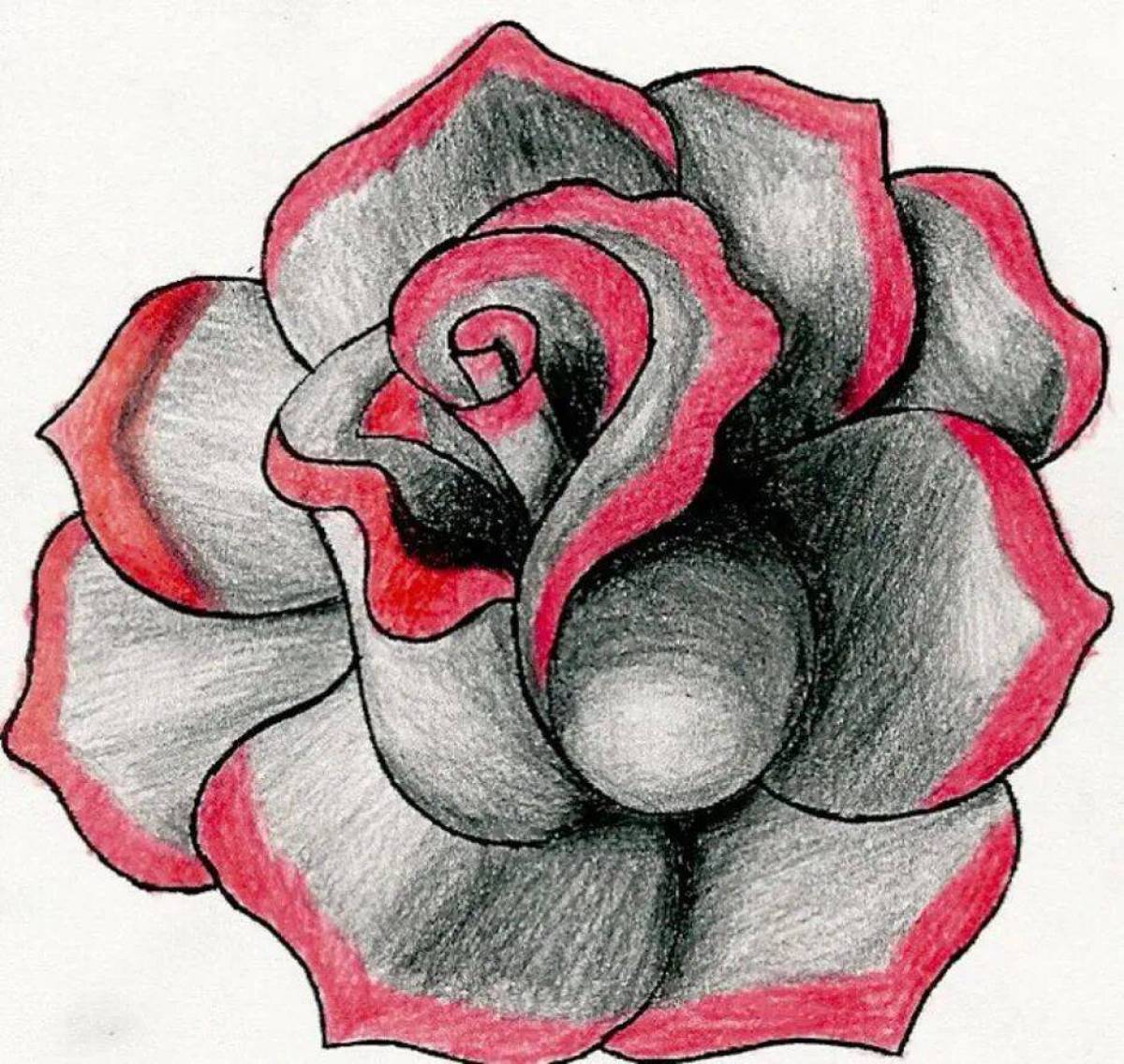 Роза рисунок