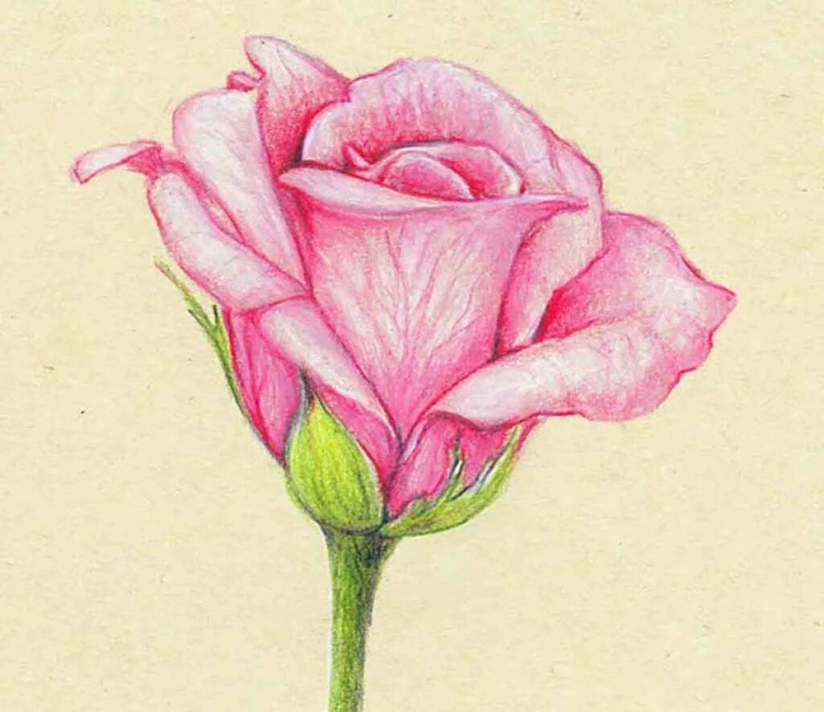 Рисунок роза #17