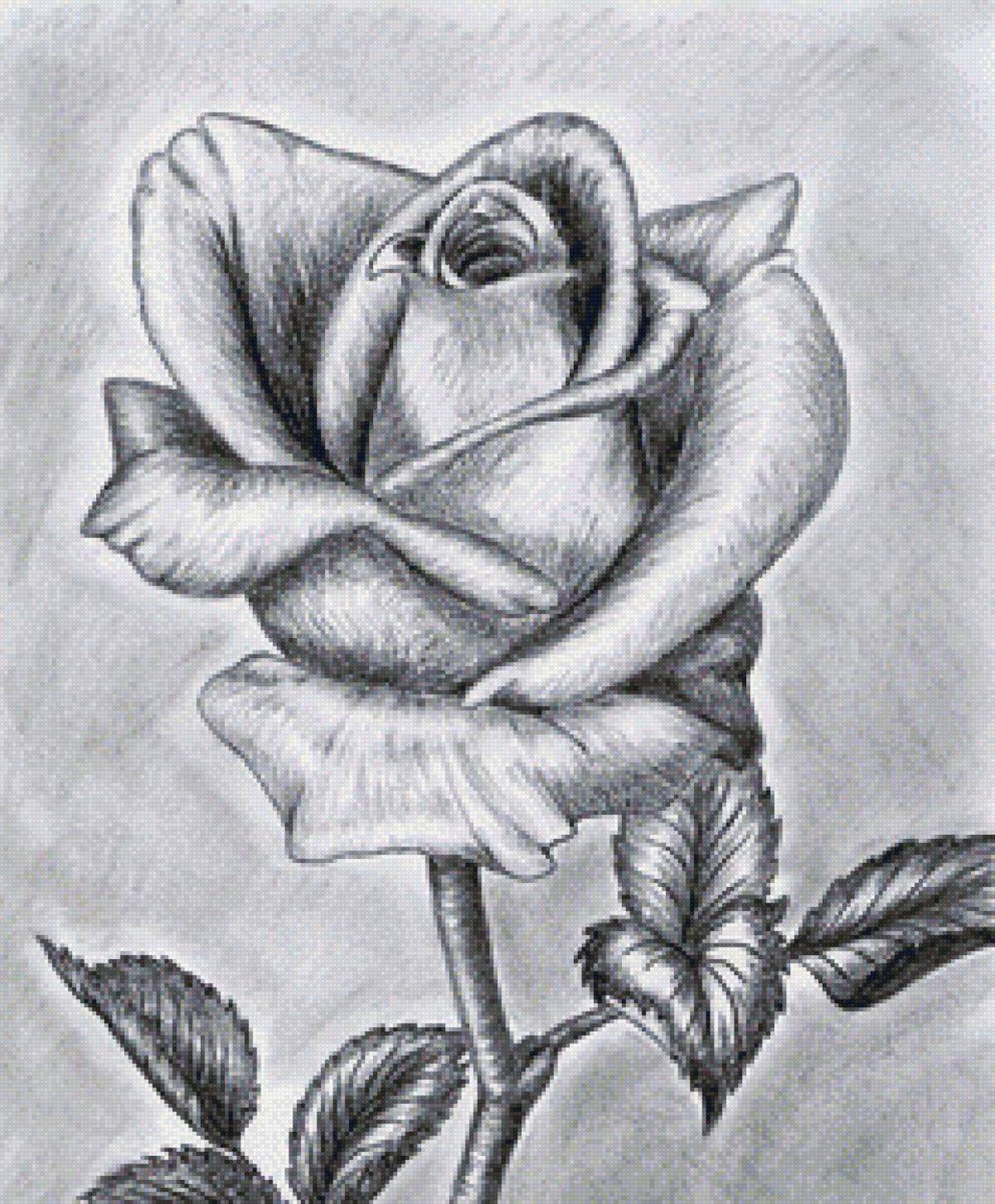 Рисунок роза #18