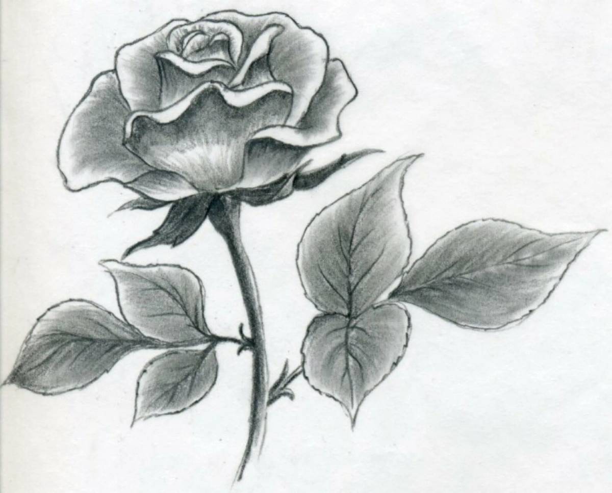 Рисунок роза #23