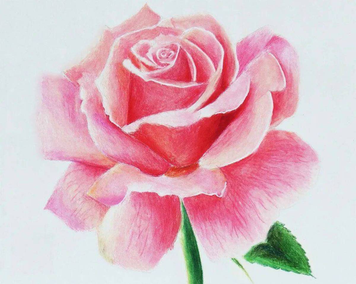 Нарисовать розовый цветок. Цветы цветными карандашами. Цветы рисунок. Рисовать цветы. Рисунок розы для срисовки.