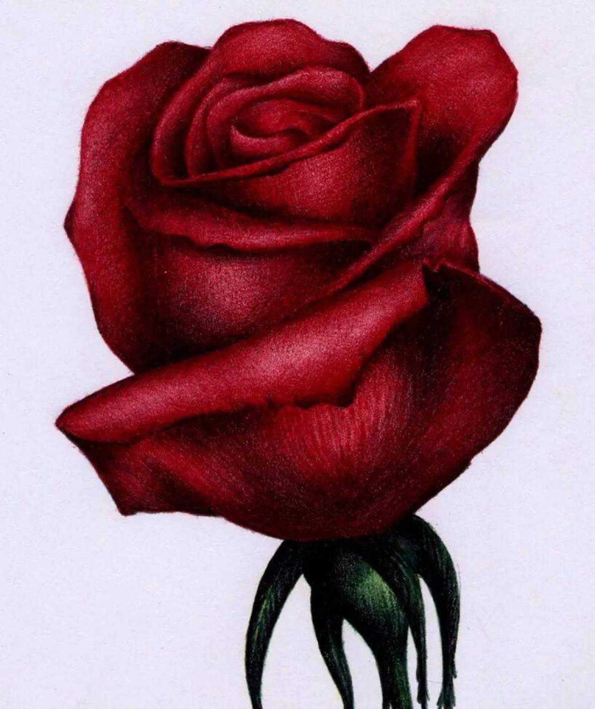 Рисунок роза #31