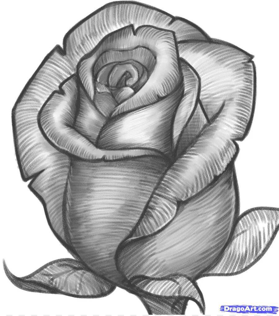 Рисование розы. Цветы рисунок карандашом. Красивые цветы простым карандашом.