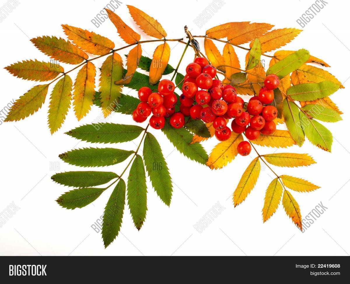 рябиновые листья осенью картинки для детей