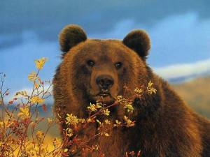 Раскраска бурый медведь #9 #45224