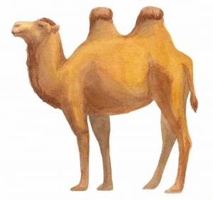 Раскраска верблюд для детей #1 #47300