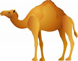 Раскраска верблюд для детей #2 #47301