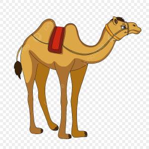 Раскраска верблюд для детей #5 #47304