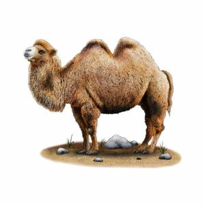 Раскраска верблюд для детей #10 #47309