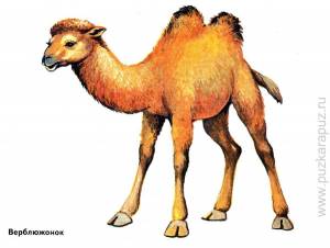 Раскраска верблюд для детей #28 #47327