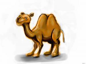 Раскраска верблюд для детей #31 #47330