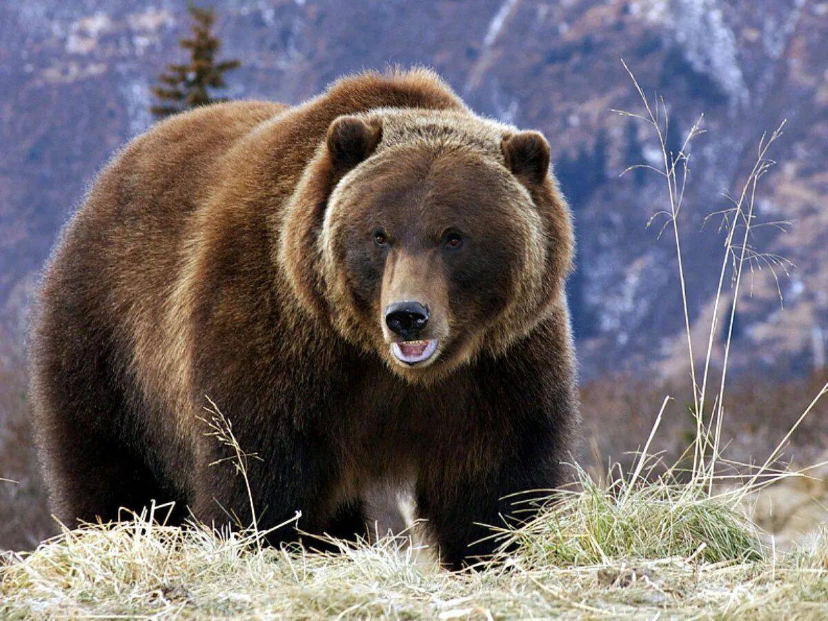 Бурый медведь #14