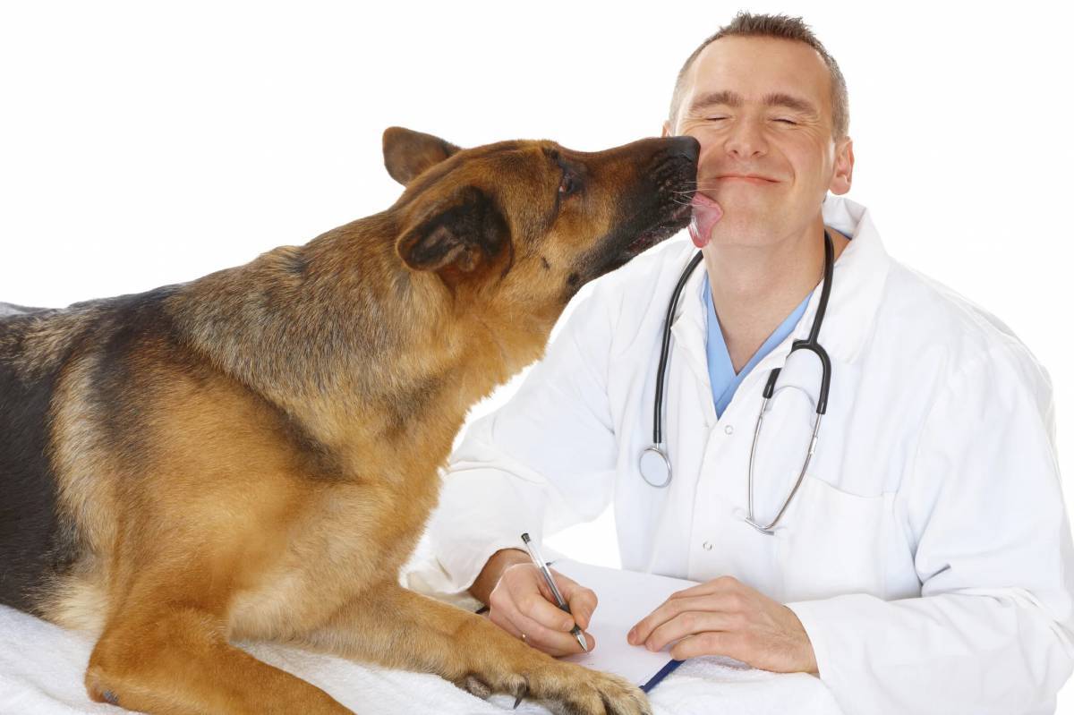 Ветеринар #27