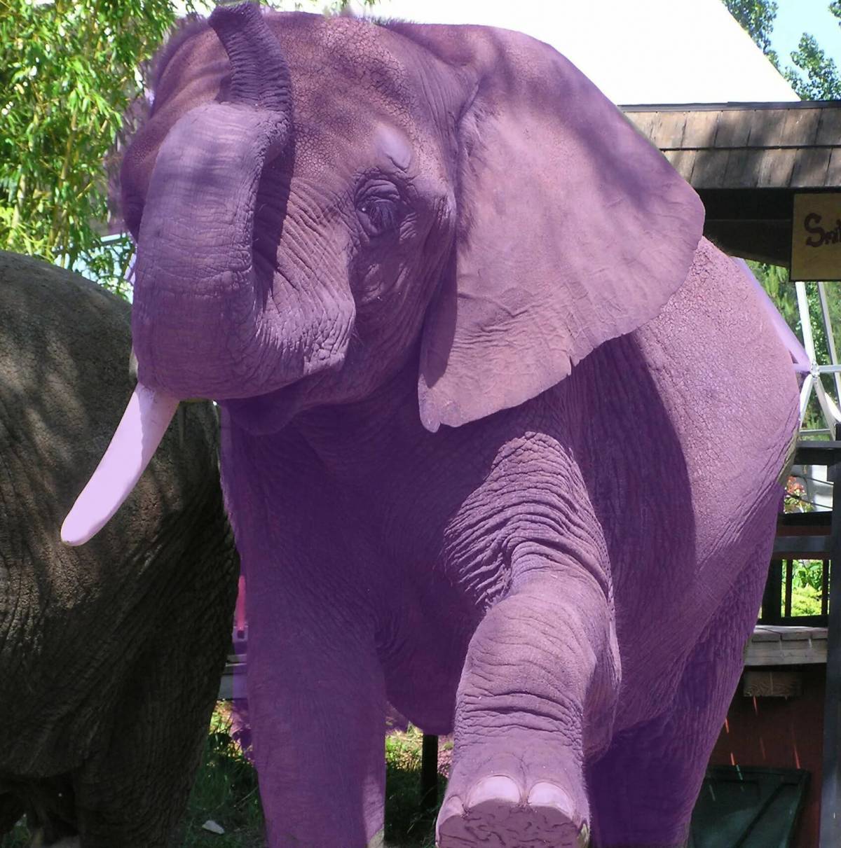 Живой слон цена. Фиолетовый слон. Розовые слоны. Розовый слон в природе. Розовый слонёнок.