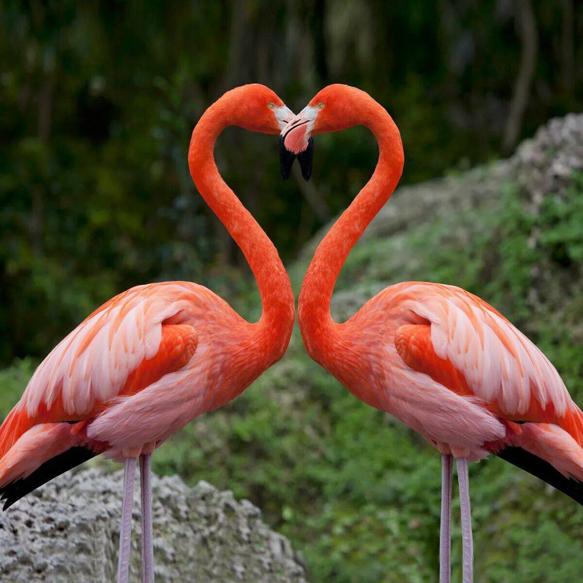 розовый фламинго фото птицы