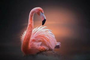 Раскраска розовый фламинго #11 #478287