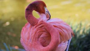 Раскраска розовый фламинго #12 #478288