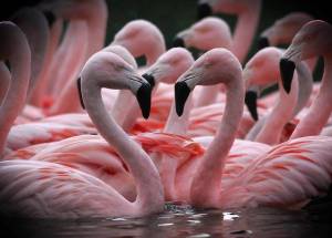 Раскраска розовый фламинго #19 #478295