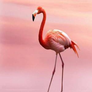 Раскраска розовый фламинго #25 #478301