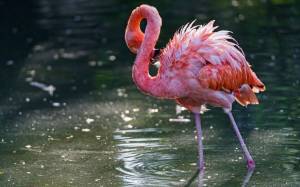 Раскраска розовый фламинго #27 #478303
