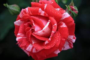 Раскраска розы красивые #2 #478307