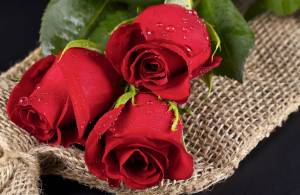 Раскраска розы красивые #4 #478309