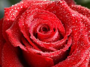 Раскраска розы красивые #5 #478310