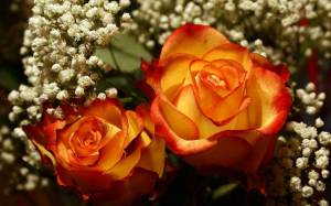 Раскраска розы красивые #6 #478311