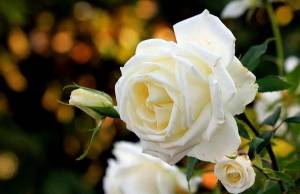 Раскраска розы красивые #7 #478312