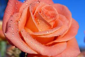 Раскраска розы красивые #9 #478314