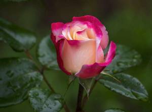 Раскраска розы красивые #10 #478315