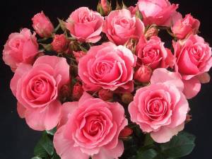 Раскраска розы красивые #14 #478319
