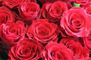 Раскраска розы красивые #17 #478322
