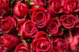 Раскраска розы красивые #18 #478323
