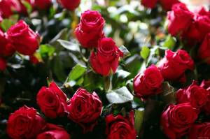 Раскраска розы красивые #19 #478324