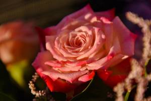 Раскраска розы красивые #21 #478326