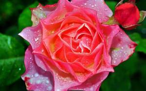 Раскраска розы красивые #22 #478327