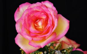 Раскраска розы красивые #27 #478332
