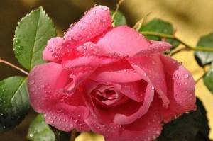 Раскраска розы красивые #29 #478334