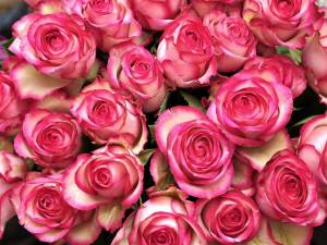 Раскраска розы красивые #31 #478336