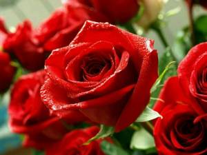 Раскраска розы красивые #32 #478337